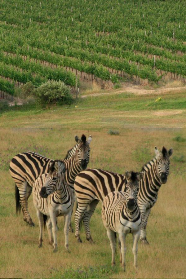 Wildlife Retreat On A Wine-Farm Villa Stellenbosch Buitenkant foto